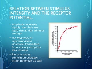 RELATION BETWEEN STIMULUS
INTENSITY AND THE RECEPTOR
POTENTIAL.
• Amplitude increases
rapidly and then less
rapid rise at high stimulus
strength
• the frequency of
repetitive action
potentials transmitted
from sensory receptors
also increase
• But very strong
stimulation decrease
action potentials as well
 