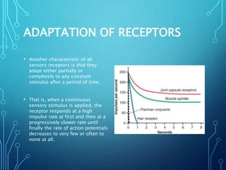 ADAPTATION OF RECEPTORS
• Another characteristic of all
sensory receptors is that they
adapt either partially or
completely to any constant
stimulus after a period of time.
• That is, when a continuous
sensory stimulus is applied, the
receptor responds at a high
impulse rate at first and then at a
progressively slower rate until
finally the rate of action potentials
decreases to very few or often to
none at all.
 