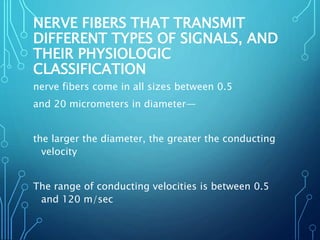 NERVE FIBERS THAT TRANSMIT
DIFFERENT TYPES OF SIGNALS, AND
THEIR PHYSIOLOGIC
CLASSIFICATION
nerve fibers come in all sizes between 0.5
and 20 micrometers in diameter—
the larger the diameter, the greater the conducting
velocity
The range of conducting velocities is between 0.5
and 120 m/sec
 