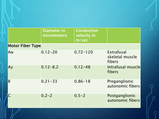 Diameter in
micrometers
Conduction
velocity in
m/sec
Motor Fiber Type
Aα 0.12-20 0.72-120 Extrafusal
skeletal muscle
fibers
Aγ 0.12-8.2 0.12-48 Intrafusal muscle
fibers
B 0.21-33 0.86-18 Preganglionic
autonomic fibers
C 0.2-2 0.5-2 Postganglionic
autonomic fibers
 