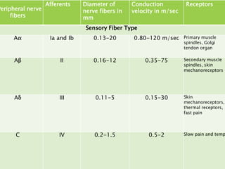 Peripheral nerve
fibers
Afferents Diameter of
nerve fibers in
mm
Conduction
velocity in m/sec
Receptors
Sensory Fiber Type
Aα Ia and Ib 0.13-20 0.80-120 m/sec Primary muscle
spindles, Golgi
tendon organ
Aβ II 0.16-12 0.35-75 Secondary muscle
spindles, skin
mechanoreceptors
Aδ III 0.11-5 0.15-30 Skin
mechanoreceptors,
thermal receptors,
fast pain
C IV 0.2-1.5 0.5-2 Slow pain and temp
 