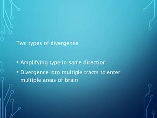 Two types of divergence
• Amplifying type in same direction
• Divergence into multiple tracts to enter
multiple areas of brain
 