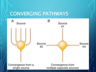 CONVERGING PATHWAYS
 