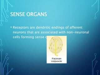 SENSE ORGANS
• Receptors are dendritic endings of afferent
neurons that are associated with non-neuronal
cells forming sense organs.
 