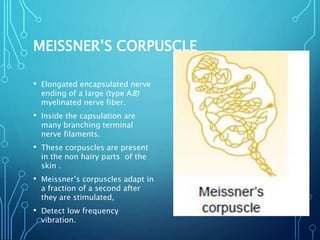MEISSNER’S CORPUSCLE
• Elongated encapsulated nerve
ending of a large (type AB)
myelinated nerve fiber.
• Inside the capsulation are
many branching terminal
nerve filaments.
• These corpuscles are present
in the non hairy parts of the
skin .
• Meissner’s corpuscles adapt in
a fraction of a second after
they are stimulated,
• Detect low frequency
vibration.
 
