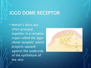 IGGO DOME RECEPTOR
• Merkel’s discs are
often grouped
together in a receptor
organ called the Iggo
dome receptor, which
projects upward
against the underside
of the epithelium of
the skin
 