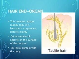 HAIR END-ORGAN
• This receptor adapts
readily and, like
Meissner’s corpuscles,
detects mainly
• (a) movement of
objects on the surface
of the body or
• (b) initial contact with
the body.
 