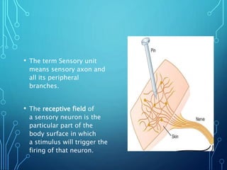 • The term Sensory unit
means sensory axon and
all its peripheral
branches.
• The receptive field of
a sensory neuron is the
particular part of the
body surface in which
a stimulus will trigger the
firing of that neuron.
 