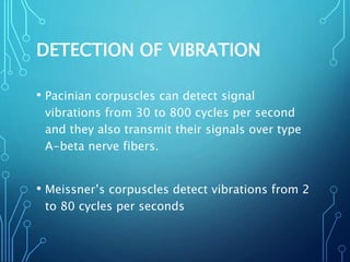 DETECTION OF VIBRATION
• Pacinian corpuscles can detect signal
vibrations from 30 to 800 cycles per second
and they also transmit their signals over type
A-beta nerve fibers.
• Meissner’s corpuscles detect vibrations from 2
to 80 cycles per seconds
 