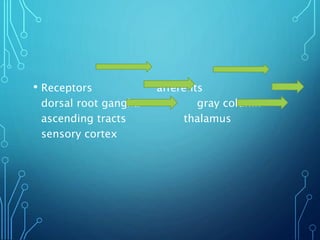 • Receptors afferents
dorsal root ganglia gray column
ascending tracts thalamus
sensory cortex
 