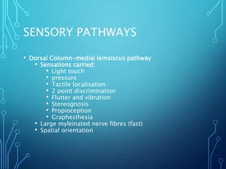 SENSORY PATHWAYS
• Dorsal Column-medial lemsiscus pathway
• Sensations carried:
• Light touch
• pressure
• Tactile localisation
• 2 point discrimination
• Flutter and vibration
• Stereognosis
• Propioception
• Graphesthesia
• Large myleinated nerve fibres (fast)
• Spatial orientation
 
