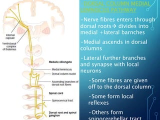 •DORSAL COLUMN MEDIAL
LEMNISCUS PATHWAY
•Nerve fibres enters through
dorsal roots divides into
medial +lateral barnches
•Medial ascends in dorsal
columns
•Lateral further branches
and synapse with local
neurons
•Some fibres are given
off to the dorsal column
•Some form local
reflexes
•Others form
 