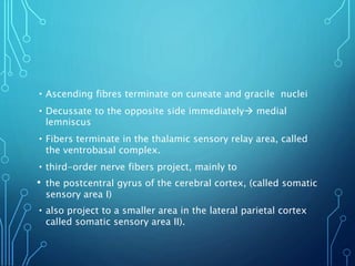 •Ascending fibres terminate on cuneate and gracile nuclei
•Decussate to the opposite side immediately medial
lemniscus
•Fibers terminate in the thalamic sensory relay area, called
the ventrobasal complex.
•third-order nerve fibers project, mainly to
• the postcentral gyrus of the cerebral cortex, (called somatic
sensory area I)
•also project to a smaller area in the lateral parietal cortex
called somatic sensory area II).
 