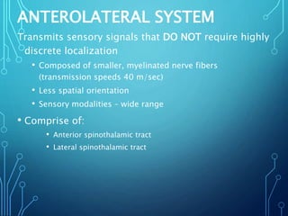 ANTEROLATERAL SYSTEM
Transmits sensory signals that DO NOT require highly
discrete localization
• Composed of smaller, myelinated nerve fibers
(transmission speeds 40 m/sec)
• Less spatial orientation
• Sensory modalities – wide range
• Comprise of:
• Anterior spinothalamic tract
• Lateral spinothalamic tract
 