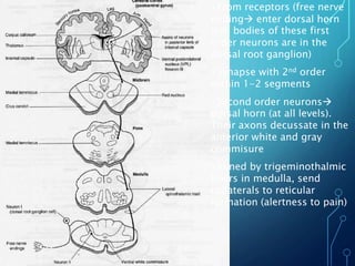 •From receptors (free nerve
ending enter dorsal horn
(cell bodies of these first
order neurons are in the
dorsal root ganglion)
•Synapse with 2nd order
within 1-2 segments
•Second order neurons
dorsal horn (at all levels).
Their axons decussate in the
anterior white and gray
commisure
•Joined by trigeminothalmic
fibers in medulla, send
collaterals to reticular
formation (alertness to pain)
 