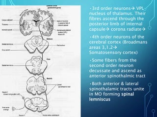 •3rd order neurons VPL
nucleus of thalamus. Their
fibres ascend through the
posterior limb of internal
capsule corona radiate
•4th order neurons of the
cerebral cortex (Broadmans
areas 3,1.2
Somatosensory cortex)
•Some fibers from the
second order neuron
decussate and ascend as
anterior spinothalmic tract
•Both anterior & lateral
spinothalamic tracts unite
in MO forming spinal
lemniscus
 