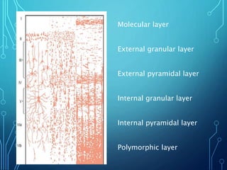 Molecular layer
External granular layer
External pyramidal layer
Internal granular layer
Internal pyramidal layer
Polymorphic layer
 