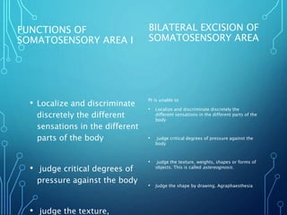 FUNCTIONS OF
SOMATOSENSORY AREA I
• Localize and discriminate
discretely the different
sensations in the different
parts of the body
• judge critical degrees of
pressure against the body
• judge the texture,
BILATERAL EXCISION OF
SOMATOSENSORY AREA
Pt is unable to
• Localize and discriminate discretely the
different sensations in the different parts of the
body
• judge critical degrees of pressure against the
body
• judge the texture, weights, shapes or forms of
objects. This is called astereognosis.
• Judge the shape by drawing. Agraphaesthesia
 