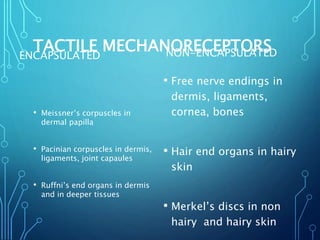 TACTILE MECHANORECEPTORSENCAPSULATED
• Meissner’s corpuscles in
dermal papilla
• Pacinian corpuscles in dermis,
ligaments, joint capaules
• Ruffni’s end organs in dermis
and in deeper tissues
NON-ENCAPSULATED
• Free nerve endings in
dermis, ligaments,
cornea, bones
• Hair end organs in hairy
skin
• Merkel’s discs in non
hairy and hairy skin
 