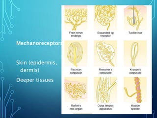 Mechanoreceptors
Skin (epidermis,
dermis)
Deeper tissues
 