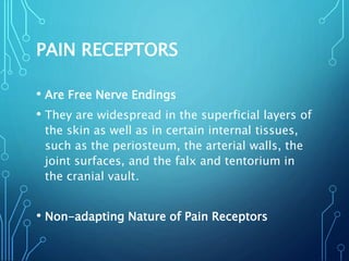 PAIN RECEPTORS
• Are Free Nerve Endings
• They are widespread in the superficial layers of
the skin as well as in certain internal tissues,
such as the periosteum, the arterial walls, the
joint surfaces, and the falx and tentorium in
the cranial vault.
• Non-adapting Nature of Pain Receptors
 