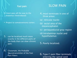 Fast pain
4. most pass all the way to the
thalamus (Ventrobasal)
• Project to somatosensory cortex.
5. can be localized much more
exactly in the different parts of
the body than can slow-chronic
pain.
6. Glutamate, the Probable
Neurotransmitter of the Fast
Pain Fibers
SLOW PAIN
4.most terminate in one of
three areas:
(a) reticular nuclei
(b) tectal area of the
mesencephalon
(c) periaqueductal gray region
(d) Intralaminar nuclei and
hypothalamus
5.Poorly localized.
6.Type C pain fiber terminals
entering the spinal cord
 
