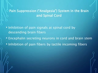 Pain Suppression (“Analgesia”) System in the Brain
and Spinal Cord
• Inhibition of pain signals at spinal cord by
descending brain fibers
• Encephalin secreting neurons in cord and brain stem
• Inhibition of pain fibers by tactile incoming fibers
 