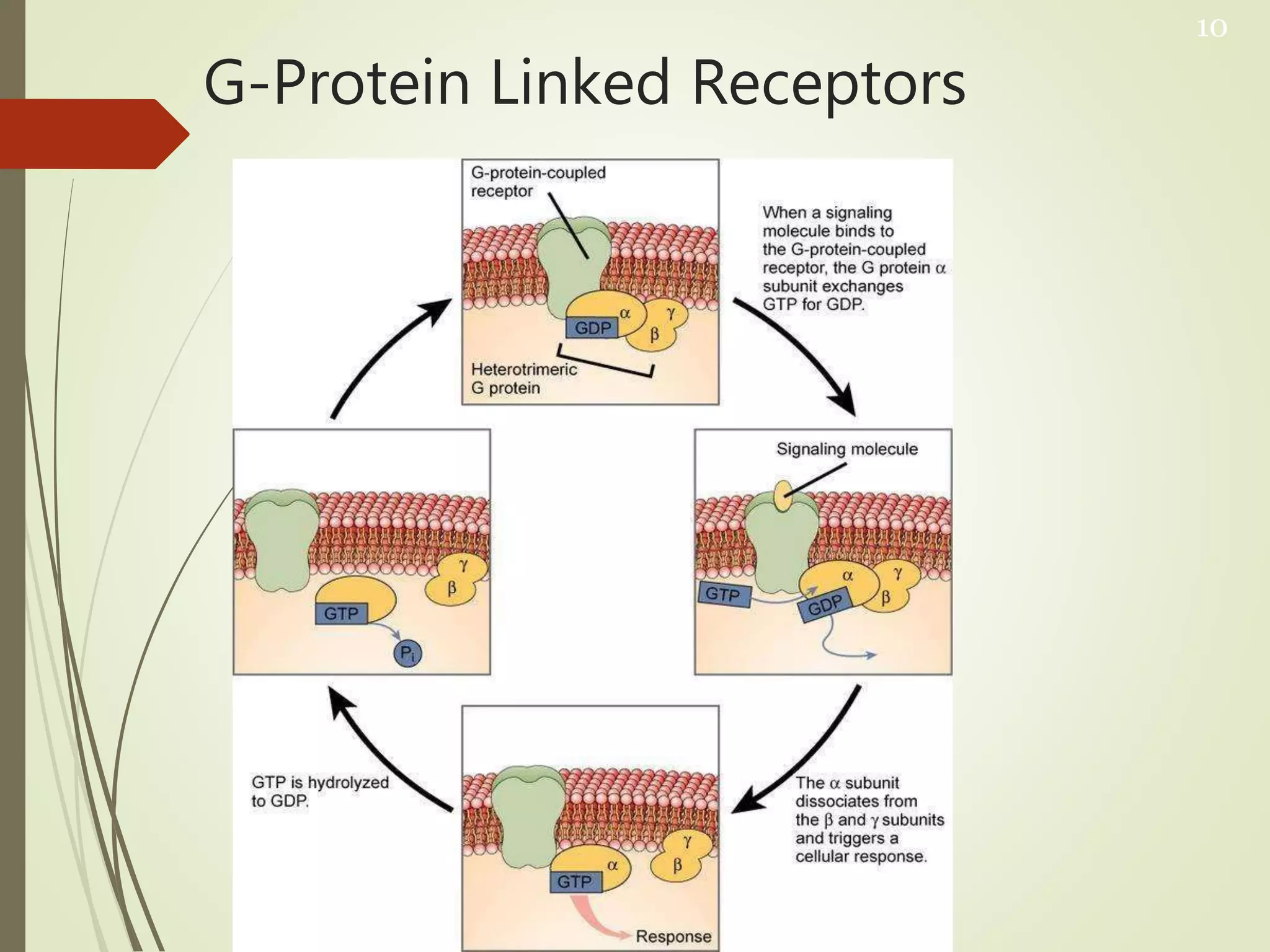 Receptors and receptors classification | PPTX