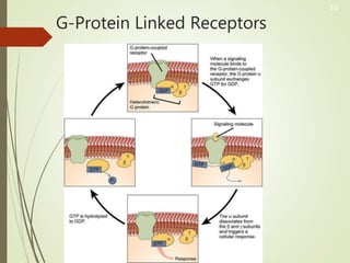 G-Protein Linked Receptors
10
 