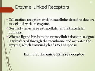 Enzyme-Linked Receptors
Cell surface receptors with intracellular domains that are
associated with an enzyme.
Normally have large extracellular and intracellular
domains.
When a ligand binds to the extracellular domain, a signal
is transferred through the membrane and activates the
enzyme, which eventually leads to a response.
Example : Tyrosine Kinase receptor
11
 