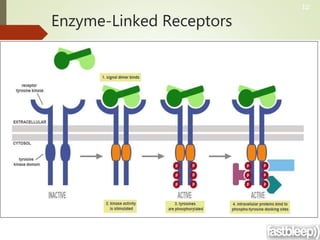 Enzyme-Linked Receptors
12
 
