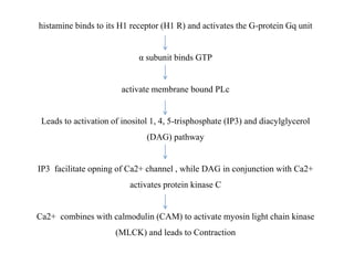 histamine binds to its H1 receptor (H1 R) and activates the G-protein Gq unit
α subunit binds GTP
activate membrane bound PLc
Leads to activation of inositol 1, 4, 5-trisphosphate (IP3) and diacylglycerol
(DAG) pathway
IP3 facilitate opning of Ca2+ channel , while DAG in conjunction with Ca2+
activates protein kinase C
Ca2+ combines with calmodulin (CAM) to activate myosin light chain kinase
(MLCK) and leads to Contraction
 