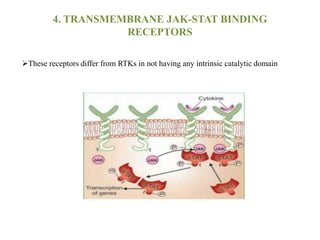 4. TRANSMEMBRANE JAK-STAT BINDING
RECEPTORS
These receptors differ from RTKs in not having any intrinsic catalytic domain
 
