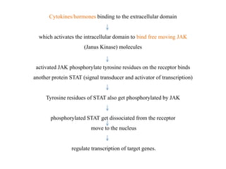 Cytokines/hormones binding to the extracellular domain
which activates the intracellular domain to bind free moving JAK
(Janus Kinase) molecules
activated JAK phosphorylate tyrosine residues on the receptor binds
another protein STAT (signal transducer and activator of transcription)
Tyrosine residues of STAT also get phosphorylated by JAK
phosphorylated STAT get dissociated from the receptor
move to the nucleus
regulate transcription of target genes.
 
