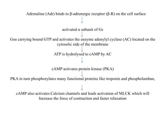 Adrenaline (Adr) binds to β-adrenergic receptor (β-R) on the cell surface
activated α subunit of Gs
Gsα carrying bound GTP and activates the enzyme adenylyl cyclase (AC) located on the
cytosolic side of the membrane
ATP is hydrolysed to cAMP by AC
cAMP activates protein kinase (PKA)
PKA in turn phosphorylates many functional proteins like troponin and phospholamban,
cAMP also activates Calcium channels and leads activation of MLCK which will
Increase the force of contraction and faster relaxation
 