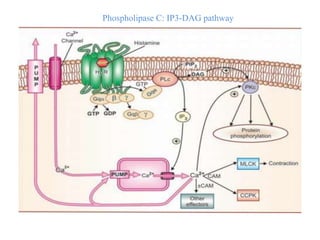 Phospholipase C: IP3-DAG pathway
 