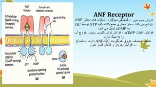 Receptors | PDF