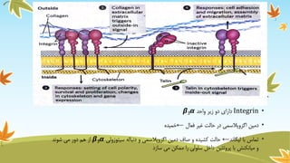Receptors | PDF