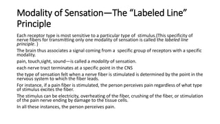 Modality of Sensation—The “Labeled Line”
Principle
Each receptor type is most sensitive to a particular type of stimulus.(This specificity of
nerve fibers for transmitting only one modality of sensation is called the labeled line
principle. )
The brain thus associates a signal coming from a specific group of receptors with a specific
modality.
pain, touch,sight, sound—is called a modality of sensation.
each nerve tract terminates at a specific point in the CNS
the type of sensation felt when a nerve fiber is stimulated is determined by the point in the
nervous system to which the fiber leads.
For instance, if a pain fiber is stimulated, the person perceives pain regardless of what type
of stimulus excites the fiber.
The stimulus can be electricity, overheating of the fiber, crushing of the fiber, or stimulation
of the pain nerve ending by damage to the tissue cells.
In all these instances, the person perceives pain.
 