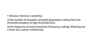 • Stimulus intensity is coded by:
1) the number of receptors activated (population coding from low-
threshold receptors to high-threshold ones.
2) the frequency of action potentials (frequency coding), following not
a linear but a power relationship
 