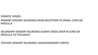 SOMATIC SENSES:
PRIMARY SENSORY NEURONES:FROM RECEPTORS TO SPINAL CORD OR
MEDULLA
SECONDARY SENSORY NEURONES:ALWAYS CROSS OVER IN CORD OR
MEDULLA TO THALAMUS
TERTIARY SENSORY NEURONES: SOMATOSENSORY CORTEX
 