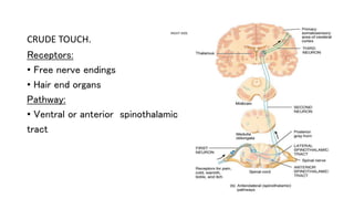 RIGHT SIDE
CRUDE TOUCH.
Receptors:
• Free nerve endings
• Hair end organs
Pathway:
• Ventral or anterior spinothalamic
tract
 