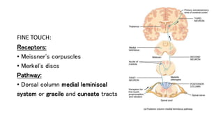 FINE TOUCH:
Receptors:
• Meissner's corpuscles
• Merkel's discs
Pathway:
• Dorsal column medial leminiscal
system or gracile and cuneate tracts
 