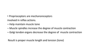 • Proprioceptors are mechanoreceptors
involved in reflex actions.
– Help maintain muscle tone
– Muscle spindles increase the degree of muscle contraction
– Golgi tendon organs decrease the degree of muscle contraction
Result is proper muscle length and tension (tone)
 