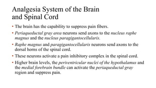 Analgesia System of the Brain
and Spinal Cord
• The brain has the capability to suppress pain fibers.
• Periaqueductal gray area neurons send axons to the nucleus raphe
magnus and the nucleus paragigantocellularis.
• Raphe magnus and paragigantocellularis neurons send axons to the
dorsal horns of the spinal cord.
• These neurons activate a pain inhibitory complex in the spinal cord.
• Higher brain levels, the periventricular nuclei of the hypothalamus and
the medial forebrain bundle can activate the periaqueductal gray
region and suppress pain.
 