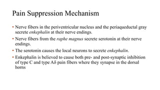 Pain Suppression Mechanism
• Nerve fibers in the periventricular nucleus and the periaqueductal gray
secrete enkephalin at their nerve endings.
• Nerve fibers from the raphe magnus secrete serotonin at their nerve
endings.
• The serotonin causes the local neurons to secrete enkephalin.
• Enkephalin is believed to cause both pre- and post-synaptic inhibition
of type C and type A pain fibers where they synapse in the dorsal
horns
 