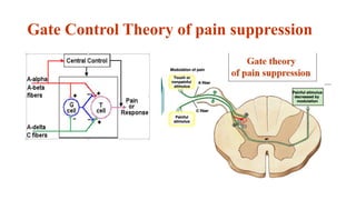 Gate Control Theory of pain suppression
 