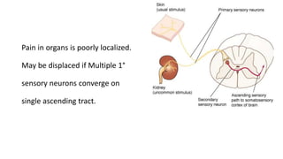 Pain in organs is poorly localized.
May be displaced if Multiple 1°
sensory neurons converge on
single ascending tract.
 