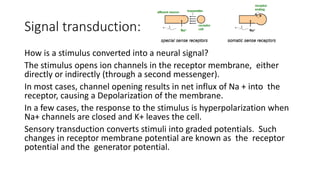 Signal transduction:
How is a stimulus converted into a neural signal?
The stimulus opens ion channels in the receptor membrane, either
directly or indirectly (through a second messenger).
In most cases, channel opening results in net influx of Na + into the
receptor, causing a Depolarization of the membrane.
In a few cases, the response to the stimulus is hyperpolarization when
Na+ channels are closed and K+ leaves the cell.
Sensory transduction converts stimuli into graded potentials. Such
changes in receptor membrane potential are known as the receptor
potential and the generator potential.
 