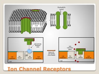 Ion Channel Receptors
Hydrophilic
tunnel
Cell
membrane
Induced fit
and opening
of ion channel
ION
CHANNEL
(open)
Cell
Cell
membrane
MESSENGER
Ion
channel
Ion
channel
Cell
membrane
RECEPTOR
BINDING
SITE
Cell
Lock
Gate
Ion
channel
Ion
channel
Cell
membrane
Cell
membrane
MESSENGER
 